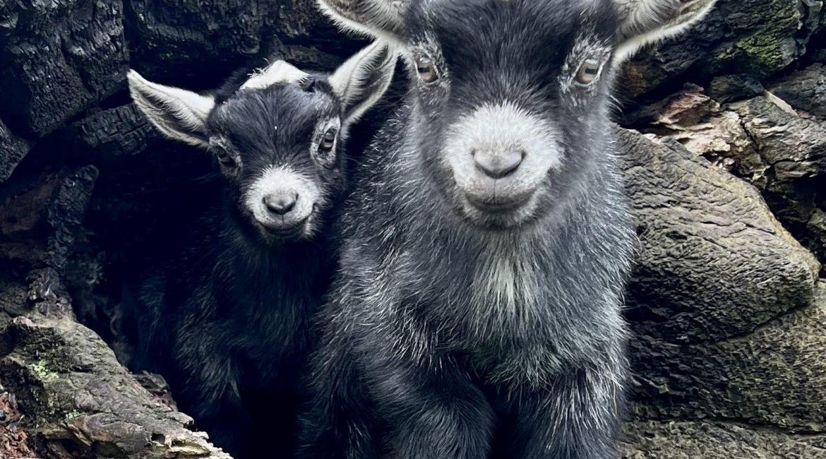 BullerRoo Farmstay Baby goats