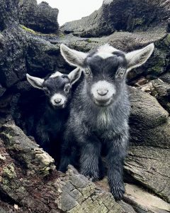 BullerRoo Farmstay Baby goats