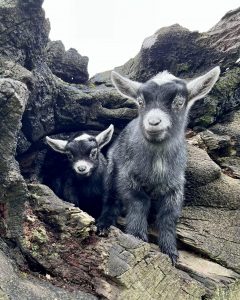BullerRoo Farmstay Goats