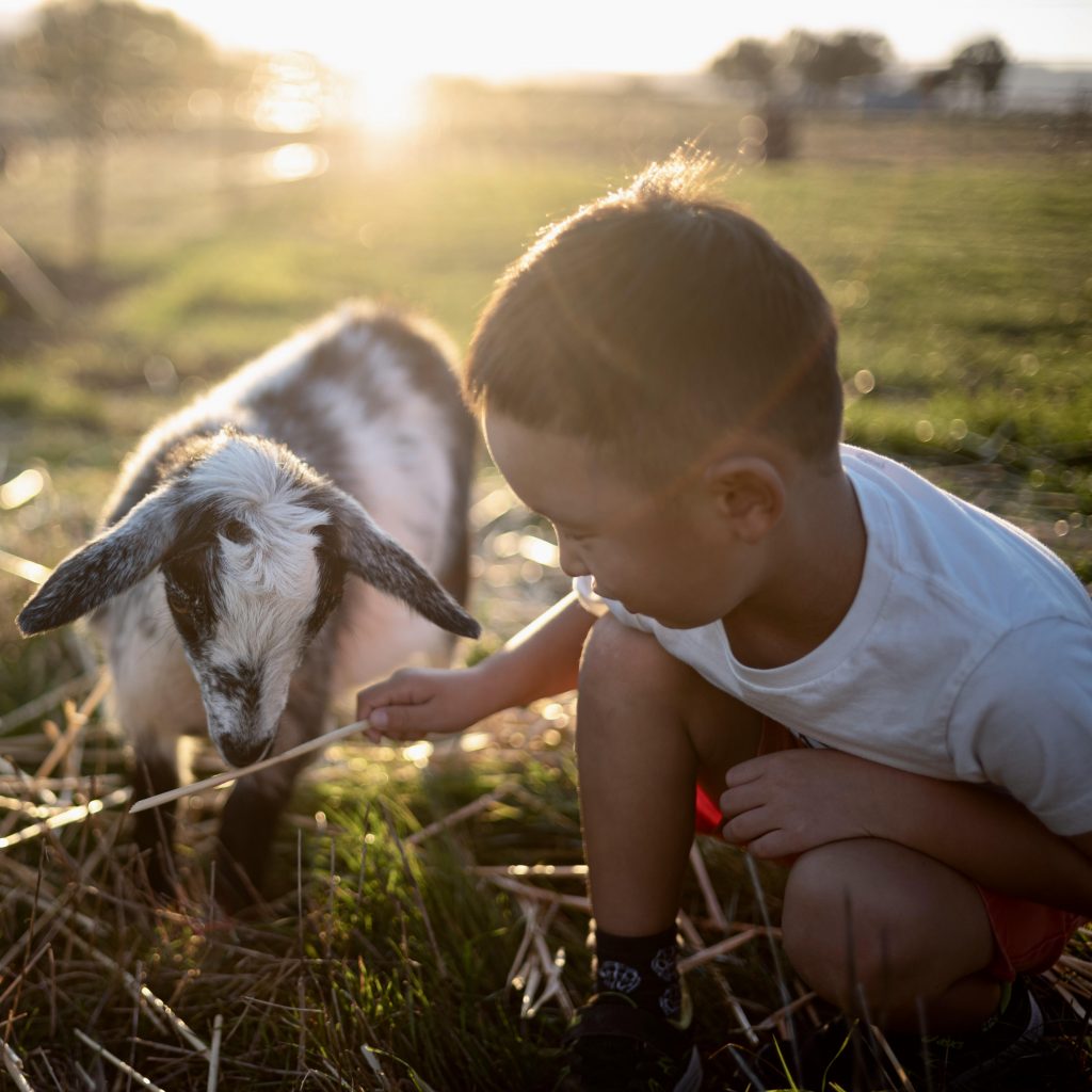 BullerRoo Farmstay Boy with goat