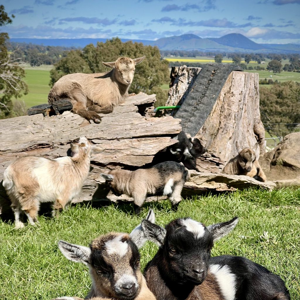 BullerRoo pygmy goats