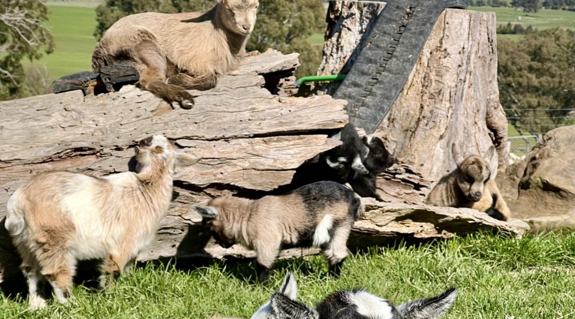 BullerRoo pygmy goats